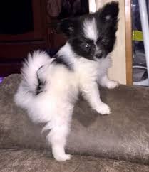 An informal term for a father; Papillon Puppies For Sale Northeast Philadelphia Pa 259220
