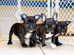 Our puppies will be ready for their forever home december 21st. French Bulldog Puppies For Sale In Hartford Connecticut County Ct Fairfield Litchfield Mi Youtube
