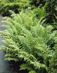 Gardens shaded by trees and buildings are increasingly common as gardens get smaller. Evergreen Ferns