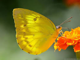 Butterfly yellow monarch butterfly yellow decoration decorative decor background symbol yellow butterfly free vector we have about (5,391 files) free vector in ai, eps, cdr, svg vector illustration. Butterfly Yellow Butterfly Wallpapers Hd Widescreen Wallpapers Desktop Background