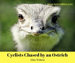 Cyclists Are Chased By An Ostrich In Africa Video Priceless Wildlife Wallpaper Animals Ostriches