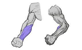 How To Draw Forearms With Anatomical Detail, A Step-By-Step Guide – Gvaat's  Workshop