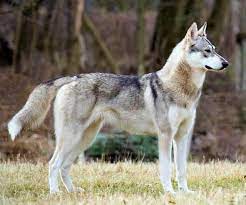 best photos images and picutures ideas about tamaskan dog dogs that look like wolves wolf hunde wolfshund hunde