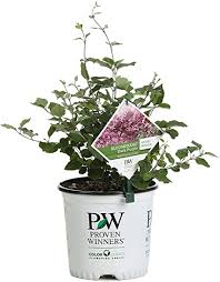Dark purple lilac bush for sale. Amazon Com 1 Gal Bloomerang Dark Purple Reblooming Lilac Syringa Live Shrub Purple Flowers Garden Outdoor