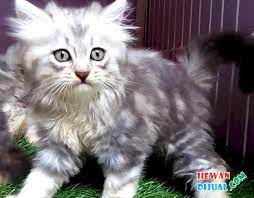 We did not find results for: Dijual Kucing Persia Medium Di Medan Hewandijual Com
