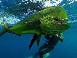 Good availability and great rates. Mahi Mahi Fishing Charters Dolphin Fishing Florida Keys Hawks Cay