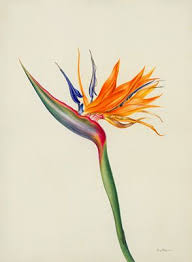 Bird Of Paradise Flower Tattoo Meaning Birds Of Paradise Flower Drawing Birds Of Paradise Flower Bird Of Paradise Tattoo