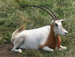Scimitar Oryx The Scimitar Horned Oryx Is The Buffalo Of North Africa Formerly Widespread Roaming The Savannah In Huge Animals Goat Horns Animals And Pets