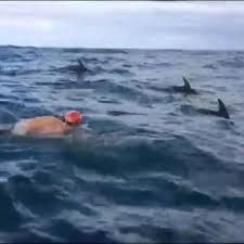 Dolphins saving humans from sharks in New Zealand
