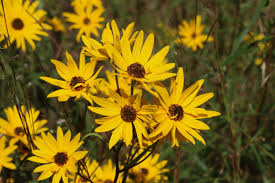 Image result for Emilia debilis