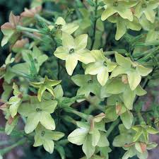 Image result for Nicotiana