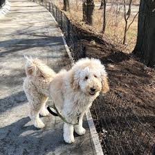 Teddy is a new client. Goldendoodle Is This The Right Crossbreed For You K9 Web