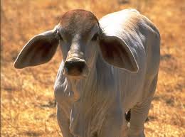 See more ideas about cattle, brahman, animals. Brahman Calf Animals Barnyard Animals Cow Calf