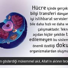 Https Www Instagram Com Harikabilim Bilgi Gercekler