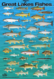 All We Are Allowed To Catch Is Bottom Feeders In The Swamps Of Gary Indiana Thanks To Our Ruthless Leader Who Do Not Michigan Fishing Great Lakes Lake Fishing