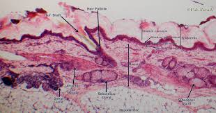 Real pictures of the digestive system human digestive system stock… continue reading →. Bio201 Skin