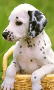 Dalmatian dog free online jigsaw puzzles, thousands of pictures and puzzle cuts a dalmatian running over an obstacle course. Dalmatian Dogs Jigsaw Puzzles For Android Apk Download