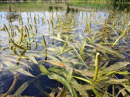 Image result for Potamogeton schweinfurthii