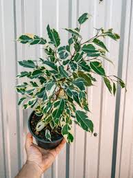 Image result for Ficus benjamina