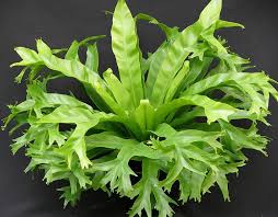 Image result for Asplenium ceii