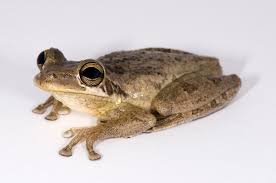 Maybe you would like to learn more about one of these? Florida Treefrogs The Frog Lady