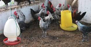Check spelling or type a new query. 7 Cara Ternak Ayam Arab Petelur Beserta Tipsnya Ayamjoper Id