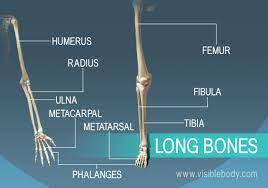 Examples Of 9 Long Bones Found In The Body Types Of Bones Human Bones Anatomy Human Skeleton Anatomy