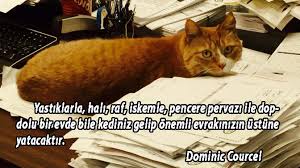 Kedilerle Ilgili Guzel Sozler Ingilizce