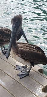 Their large heads and huge, heavy bills give them a prehistoric look. Pelican Facts For Kids Kids Play And Create