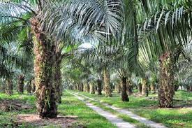 Berbulan Bulan Boikot Produk Kelapa Sawit Malaysia India Kembali Beli Cpo Dari Malaysia Inilah Alasan Terbesarnya Semua Halaman Intisari