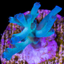 Image result for Acrotome inflata