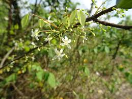 Image result for Rourea coccinea