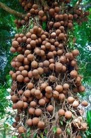 Meyer lemons tend to exhibit a pretty bushy growth habit, and they. Pin De Mira Osmak Em Tropical Fruit Trees Other Flora Fauna Arvore De Frutas Frutas Exoticas Frutas E Vegetais