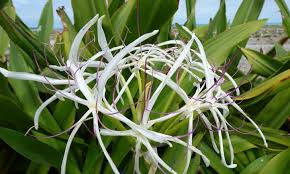 Check spelling or type a new query. A Gardening Guide To Crinum Lily