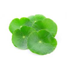 Image result for Centella glabrata