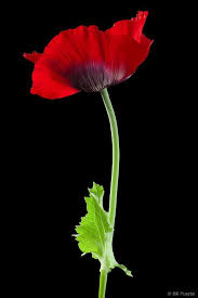 Papaver Somniferum Flowers Black Background Poppy Flower Red Poppies