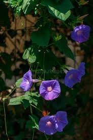Image result for Ipomoea violacea