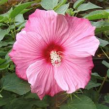 When do you go back to school? asked her mother. Hibiscus Sweet Caroline Hibiscus Hardy Hibiscus Perennials From American Meadows