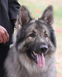 Shiloh Shepherds Siskiyou Shepherds Shiloh Breeder Shiloh Shepherd Shiloh Shepherd Dog Dog Life