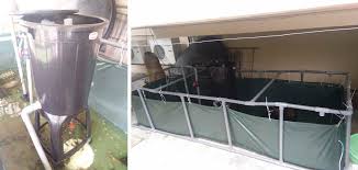 Ternakan Lobster Air Tawar Di Rumah Mampu Jana Pendapatan M Niaga