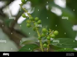 Image result for Antidesma membranaceum