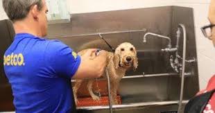 Hours may change under current circumstances Pet Store Chains Argue Dog Grooming Is Essential In Pandemic Cbs News