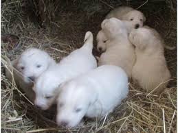 Ranger was a very supportive but upset dad, barking in the background. Akc Registered Great Pyrenees Puppies For Sale In Wautoma Wisconsin Puppies For Sale Near Me