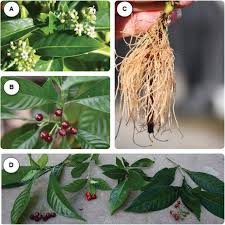 Image result for Psychotria moninensis