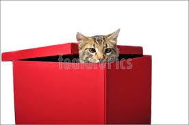I sacrifice for thee o great youtube gods. Pets Cat In Box Stock Picture I2437273 At Featurepics