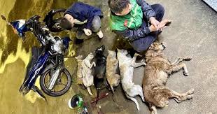 Bắt quả tang 2 nghi phạm trộm chó tại Tây Ninh, thu giữ hơn ...