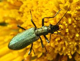 Image result for Gnidia chrysantha