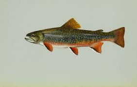 Buy brook trout framed prints from our community of independent artists and iconic brands. Brook Trout Details Ma Fish Finder