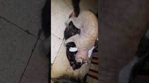 Kerbau, sapi, kucing, kijang, anjing harimau, babi, tikus dll. Kucing Berkembang Biak Dgn Cara Bgitu Youtube