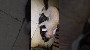 Kucing adalah inang definitif toxoplasma. Kucing Berkembang Biak Dgn Cara Bgitu Youtube